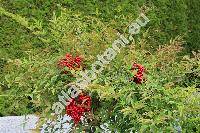 Nandina domestica (Nandina domestica Thunb.)