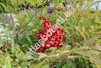 Nandina domestica (Nandina domestica Thunb.)