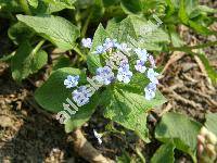 Brunnera macrophylla Johnst. (Anchusa myosotidiflora Lehm., Myosotis macrophylla Adams)