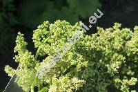 Astilboides tabularis (Astilboides tabularis (Hemsl.) Engl., Rodgersia tabularis (Hemsl.) Kom., Saxifraga)