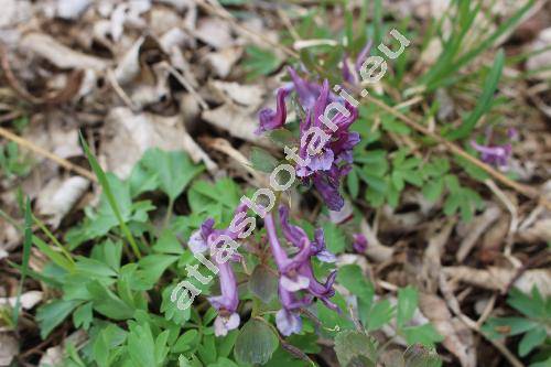 Corydalis solida (L.) Clairv. (Fumaria bulbosa Mill., Fumaria halleri Willd., Corydalis digitata (Schrank) Pers.)