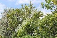 Caragana arborescens Lamk. (Caragana inermis Moench, Robinia caragana L.)