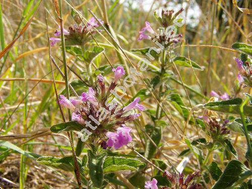 Clinopodium vulgare L. (Calamintha vulgaris (L.) Hal�csy, Calamintha clinopodium (Benth.) Spenner, Satureja clinopodium (Benth.) Caruel, Thymus silvaticus Bernh.)