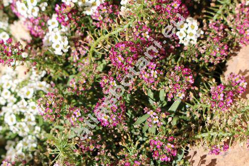 Lobularia maritima (L.) Desv. 'Rosa Teppich' (Alyssum maritimum (L.) Lam., Koniga maritima (L.) R. Br., Alyssum benthamii hort., Clypeola maritima L.)