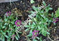 Lobularia maritima (L.) Desv. 'Rosa Teppich' (Alyssum maritimum (L.) Lam., Koniga maritima (L.) R. Br., Alyssum benthamii hort., Clypeola maritima L.)