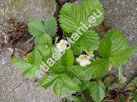 Fragaria vesca L. 'Rujana' (Fragaria vesca var. semperflorens)