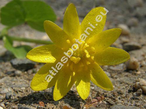 Ficaria verna Huds. subsp. bulbifera (Ficaria bulbifera Holub, Ranunculus ficaria  L. var. bulbifera, Ficaria verna auct.)