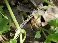 Ficaria verna Huds. subsp. bulbifera (Ficaria bulbifera Holub, Ranunculus ficaria  L. var. bulbifera, Ficaria verna auct.)