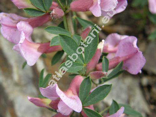 Chamaecytisus purpureus (Scop.) Link (Cytisus purpureus Scop., Viborgia purpurea (Scop.) Moench, Genista purpurea (Scop.) Scheele)