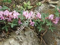 Chamaecytisus purpureus (Scop.) Link (Cytisus purpureus Scop., Viborgia purpurea (Scop.) Moench, Genista purpurea (Scop.) Scheele)