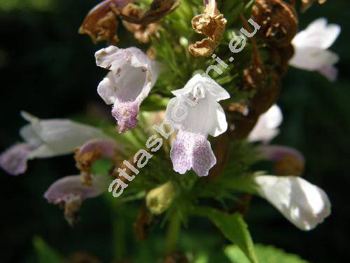 Nepeta cataria var. citroidora Dumoulin ex Lej. (Nepeta vulgaris Moench, Glechoma cataria (L.) O. Kuntze)