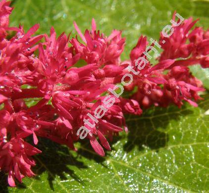 Astilbe x arendsii Arends 'Fanal'