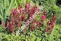Astilbe x arendsii Arends 'Fanal'