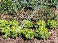 Lactuca sativa var. crispa 'Lollo Biondo' (Lactuca sativa var. capitata)