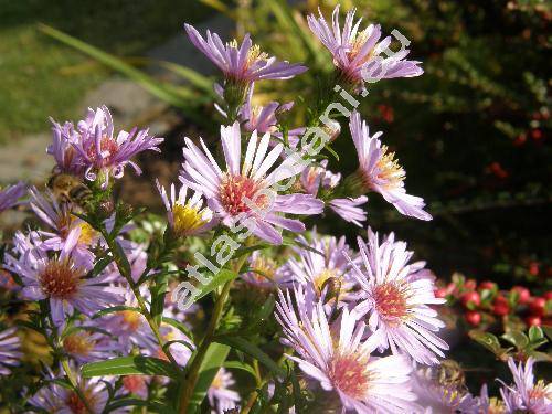 Aster laevis L. (Symphyotrichum laeve (L.) �. L�ve et D. L�ve)