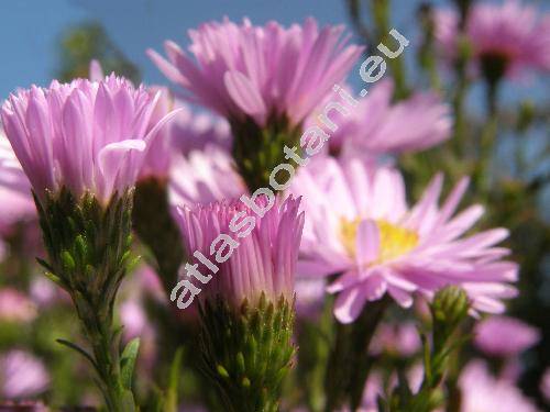 Aster versicolor Willd. (Aster laevis x Aster novi-belgii, Symphyotrichum versicolor (Willd.) Nes., Aster x versicolor)