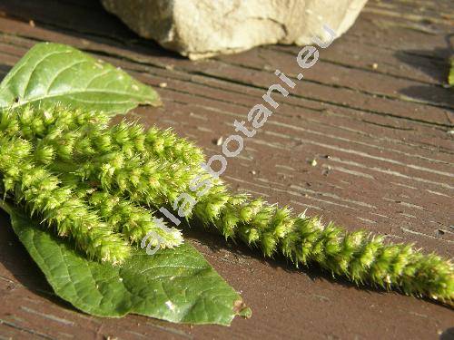 Amaranthus powellii S. Watson (Amaranthus chlorostachys)