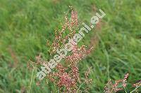 Rumex thyrsiflorus Fingerh. (Acetosa thyrsiflora (Fingerh.) �. et D. L�ve, Acetosa pratensis subsp. thyrsiflora (Fingerh.) �. L�ve)