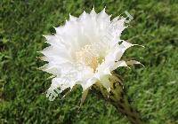 Echinopsis oxygona (Link) Zucc. ex Pfeiff. et Otto (Lobivia)