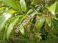 Quercus libani Oliv.