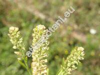 Lepidium densiflorum Schrad.