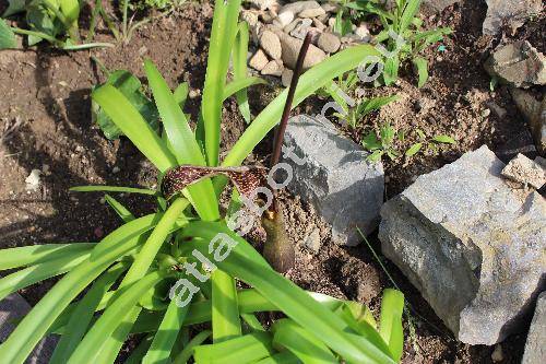Sauromatum venosum (Dryand. ex Ait.) Kunth (Arum venosum Dryand. ex Ait., Typhonium venosum (Ait.) Hett. et Boice, Arum cornutum, Arisaema venosum (Dryand. ex Ait.) Blume)
