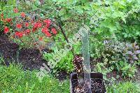 Sauromatum venosum (Dryand. ex Ait.) Kunth (Arum venosum Dryand. ex Ait., Typhonium venosum (Ait.) Hett. et Boice, Arum cornutum, Arisaema venosum (Dryand. ex Ait.) Blume)