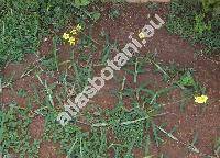 Oxalis pes-caprae L. (Acetosella cernua (Thunb.) Kuntze)