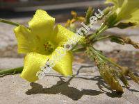 Oxalis pes-caprae L. (Acetosella cernua (Thunb.) Kuntze)