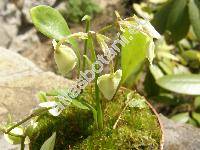 Urticularia alpina Jacq.