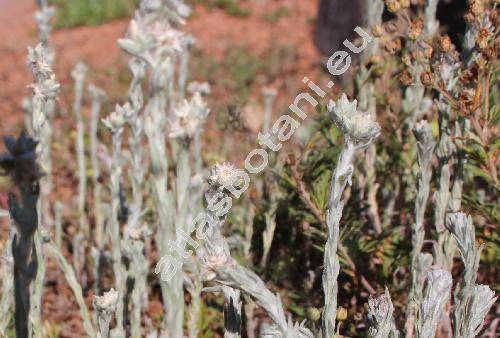 Filago vulgaris Lam. (Logfia, Filago vulgaris agg., Gnaphalium germanicum Scop., Gifola germanica (L.) Dum.)