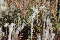 Filago vulgaris Lam. (Logfia, Filago vulgaris agg., Gnaphalium germanicum Scop., Gifola germanica (L.) Dum.)