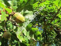 Quercus dalechampii Ten. (Quercus aurea Wierzb., Quercus petraea var. aurea (Wierzb.) So�)