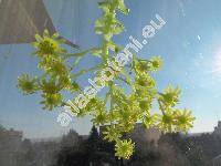 Aeonium holochrysum Webb et Berthel. (Aeonium arboreum 'Holochrysum')