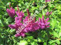 Astilbe x arendsii Arends 'Brautschleier'