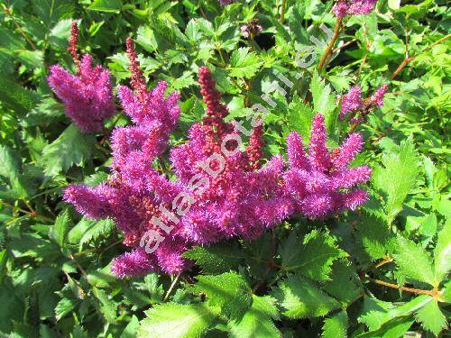 Astilbe x arendsii Arends 'Brautschleier'