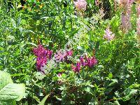 Astilbe x arendsii Arends 'Brautschleier'
