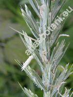 Leymus arenarius (L. ) Hochst. (Leymus arenarius L.)