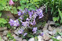 Ramonda nathaliae (Chaixia nathaliae (Pan�. et Petr.) Schwarz, Ramonda nathaliae f. sebricifolia)