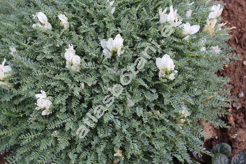 Astragalus angustifolius Lam. (Astragalus olympicus Pall., Astragalus leucophyllus Willd.)