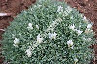 Astragalus angustifolius Lam. (Astragalus olympicus Pall., Astragalus leucophyllus Willd.)