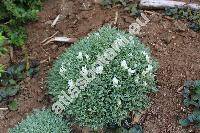 Astragalus angustifolius Lam. (Astragalus olympicus Pall., Astragalus leucophyllus Willd.)