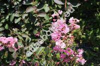 Lagerstroemia indica (L.) Pers. (Lagerstroemia pulchra Salisb.)