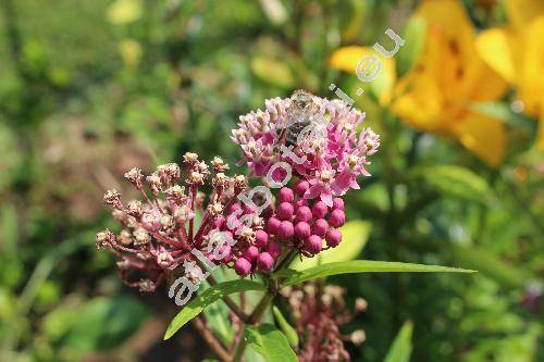 Asclepias incarnata 'Cinderella'