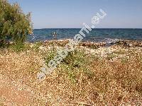 Avena sterilis L.