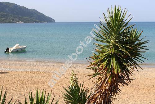 Yucca aloifolia L. (Yucca draconis L.,  Dracaena lenneana Regl.)