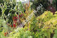 Kalanchoe daigremontiana Ham. et Perr. (Bryophyllum daigremontianum (Ham. et Perr.) Berg.)