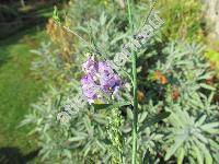 Linaria purpurea (L.) Mill. (Antirrhinum purpureum L.)