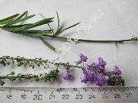 Linaria purpurea (L.) Mill. (Antirrhinum purpureum L.)