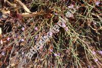 Limonium graecum (Poir.) Kuntze (Statice graeca Poir.)
